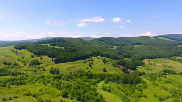 Tepenin Havadan Görünümü Yaz Mevsimi Çim Arka Plan Orman Yeşil — Stok video