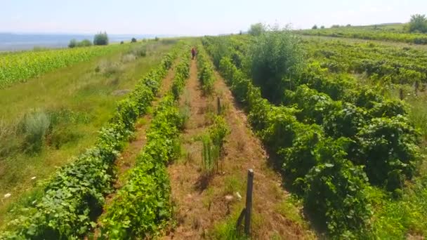 Vista Aérea Los Campos Agrícolas Rumania Europa — Vídeos de Stock