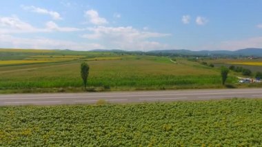 Yol çevresindeki güneş çiçeği tarlalarının havadan görünümü