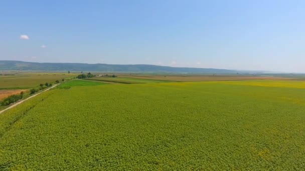 Luchtfoto Van Zon Bloem Velden Rond Weg — Stockvideo