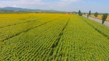 Yol çevresindeki güneş çiçeği tarlalarının havadan görünümü