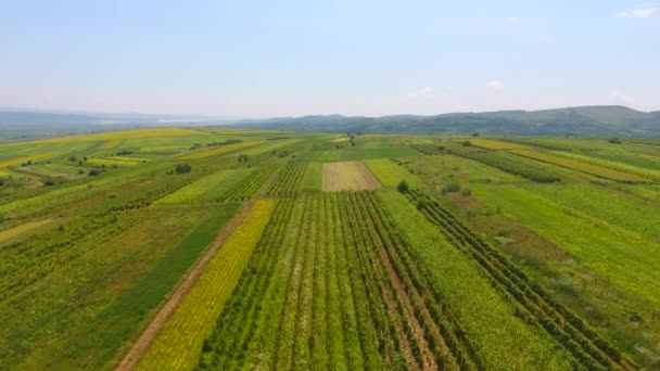 Luftaufnahme Der Landwirtschaftlichen Felder Rumäniens Europas — Stockvideo