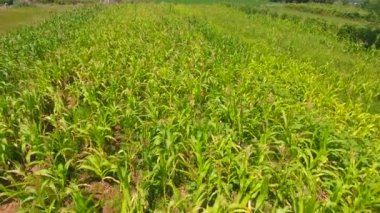 Romanya , Avrupa'nın tarım alanlarının havadan görünümü