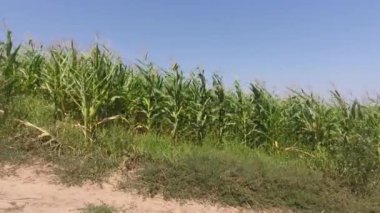 Mısır tarlası hava çekimi, tarım alanlarının yeşil manzara