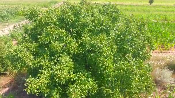 Aerial View Walnut Tree Summer Season — Stock Video