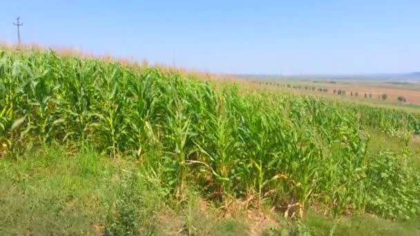 玉米田的空中拍摄 农田的绿色景观 — 图库视频影像