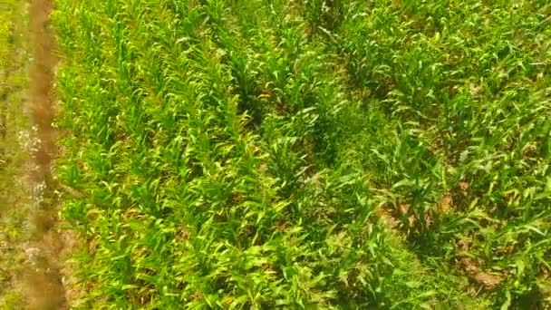 Légi Hajtás Cornfield Zöld Táj Mezőgazdaság Területén — Stock videók