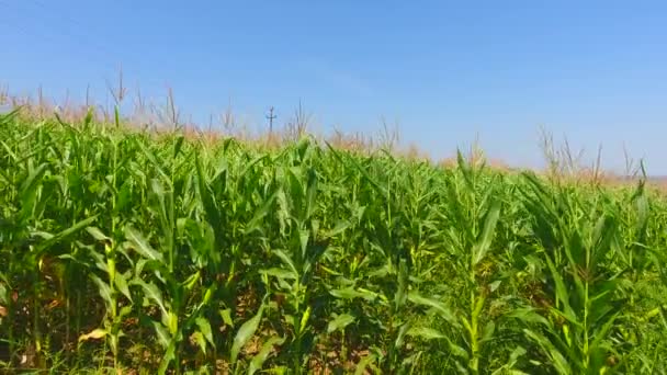 Brote Aéreo Maizal Paisaje Verde Campos Agrícolas — Vídeos de Stock