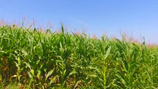 Luftaufnahme Von Maisfeldern Grüne Landschaft Von Landwirtschaftlichen Feldern — Stockvideo