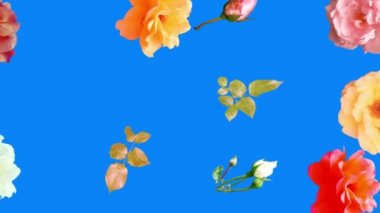 Güzel güller çiçekler animasyon, çıkarılabilir arkaplan krom anahtar, pürüzsüz döngü