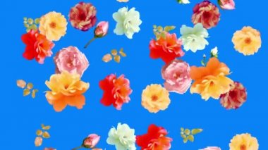 Güzel güller çiçekler animasyon, çıkarılabilir arkaplan krom anahtar, pürüzsüz döngü