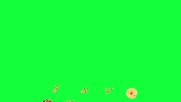 美しいバラの花のアニメーション クロマキーを使用して取り外し可能な背景 — ストック動画