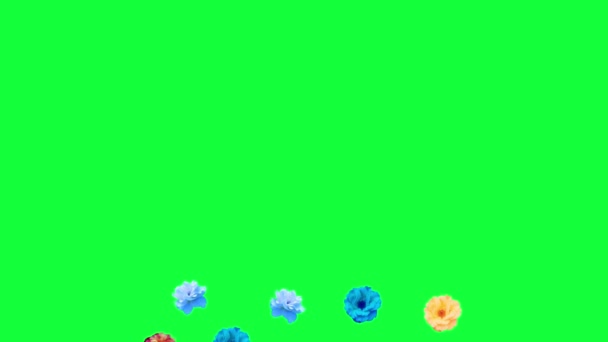 Belles Roses Fleurs Animation Fond Amovible Utilisant Touche Chroma — Video