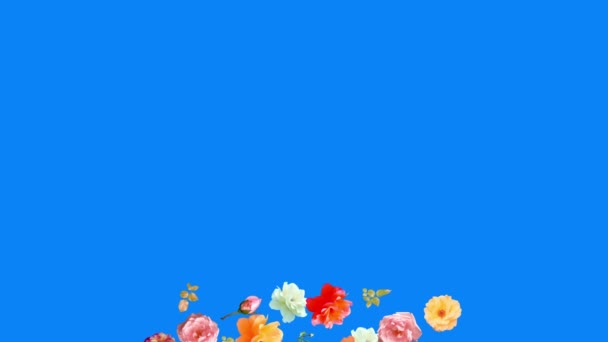 Vackra Rosor Blommor Animation Löstagbar Bakgrund Med Hjälp Kromnyckel — Stockvideo