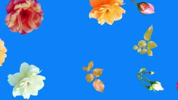 Belles Roses Fleurs Animation Fond Amovible Utilisant Touche Chroma Boucle — Video