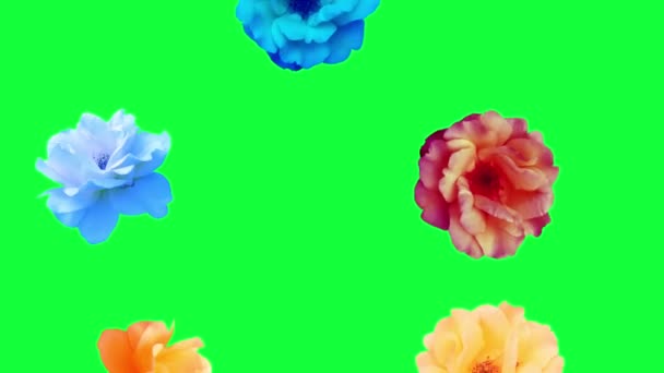 Belles Roses Fleurs Animation Fond Amovible Utilisant Touche Chroma Boucle — Video