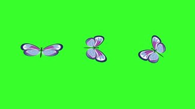 Yeşil ekran krom anahtarı üzerinde renkli bir kelebek.
