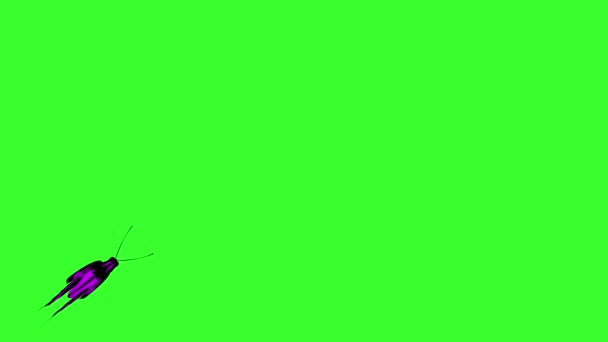 Mariposa Belleza Colorida Animada Tecla Croma Pantalla Verde — Vídeo de stock