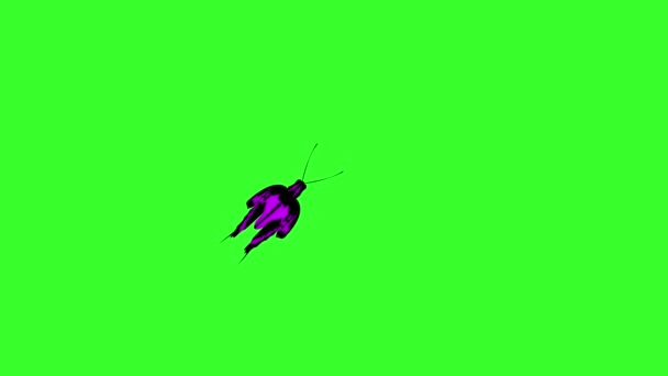 Papillon de beauté coloré animé sur écran vert chroma clé