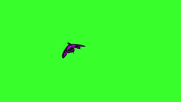 Animated Colorful Beauty Butterfly Green Screen Chroma Key — Stock Video