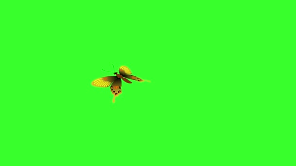 Animated Colorful Beauty Butterfly Green Screen Chroma Key — Stock Video