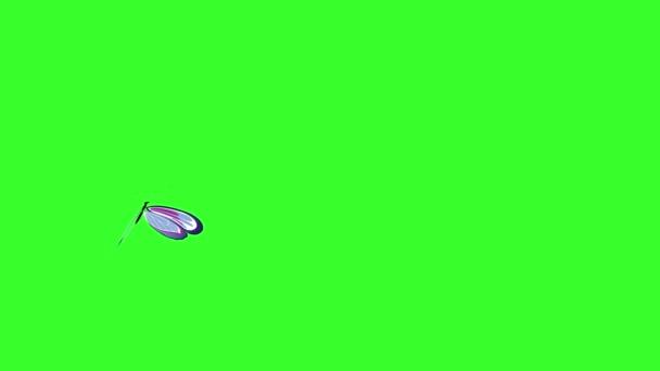 Animierte Bunte Schönheit Schmetterling Auf Dem Grünen Bildschirm Chroma Taste — Stockvideo