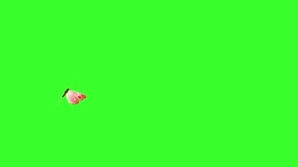 Animatie Kleurrijke Schoonheid Vlinder Groen Scherm Chroma Sleutel — Stockvideo