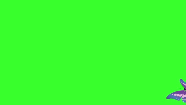 Borboleta Beleza Colorida Animada Chave Croma Tela Verde — Vídeo de Stock