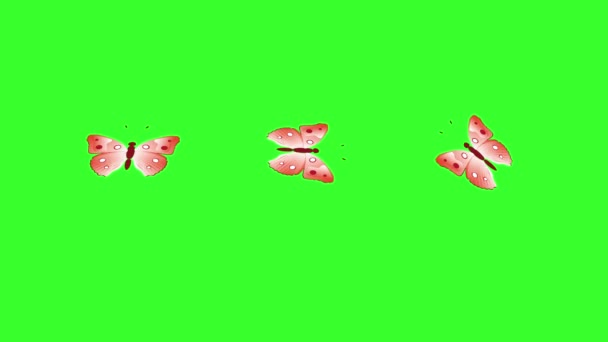Animierte Bunte Schönheit Schmetterling Auf Dem Grünen Bildschirm Chroma Taste — Stockvideo