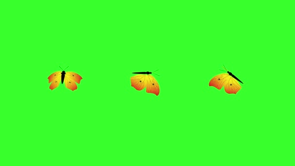 Animated Colorful Beauty Butterfly Green Screen Chroma Key — Stock Video