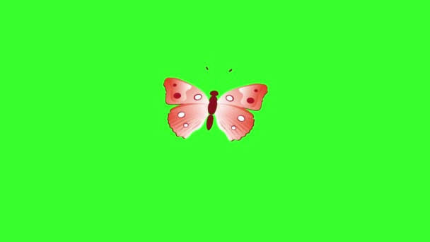 Mariposa Belleza Colorida Animada Tecla Croma Pantalla Verde — Vídeo de stock