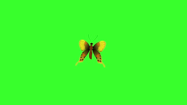 Flying Butterfly Motion Graphics Green Screen Background — Stock Video ©  devendarreddy307 #341936728