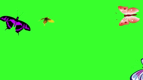 Animowane Kolorowe Piękno Motyl Zielony Ekran Chroma Klucz — Wideo stockowe