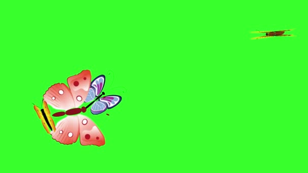 Papillon de beauté coloré animé sur écran vert chroma clé