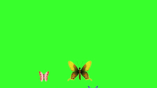 Animované Barevné Krása Motýl Zelené Obrazovce Chroma Klíč — Stock video