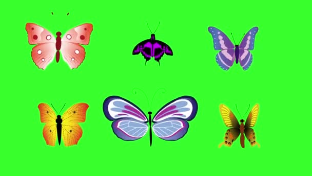 Papillon Beauté Coloré Animé Sur Écran Vert Chroma Clé — Video