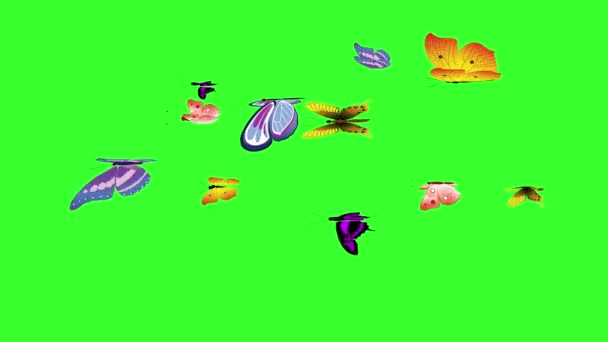 Animated Colorful Beauty Butterfly Green Screen Chroma Key — Stock Video