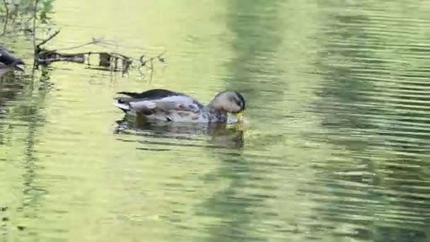 Wild Duck Bird Swimming Lake Looking Food — Stock Video