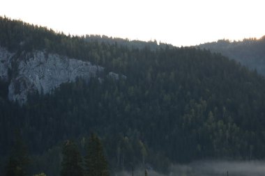 Romanya 'nın Carpathins dağlarındaki doğa çam ormanı manzarası