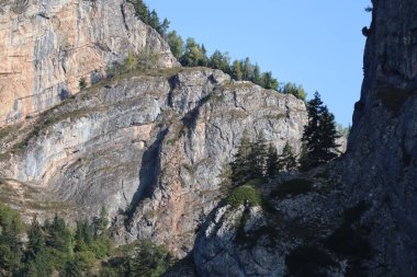 Romanya 'daki Karpatlar Kayası, Bicaz Chei, Çam Ormanı
