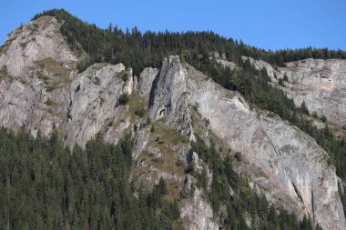 Romanya 'daki Karpatlar Kayası, Bicaz Chei, Çam Ormanı