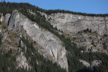 Romanya 'daki Karpatlar Kayası, Bicaz Chei, Çam Ormanı