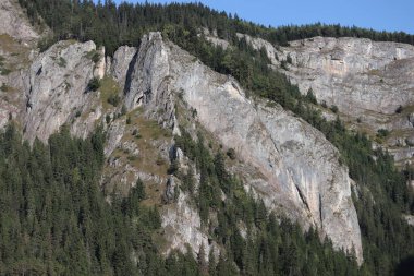 Romanya 'daki Karpatlar Kayası, Bicaz Chei, Çam Ormanı