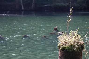 Kızıl Göl Manzarası, Karpatlar Montains, Romanya, Bicaz Alanı