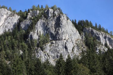 Romanya 'daki Karpatlar Kayası, Bicaz Chei, Çam Ormanı