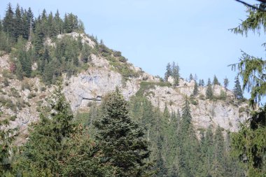 Romanya 'daki Karpatlar Kayası, Bicaz Chei, Çam Ormanı