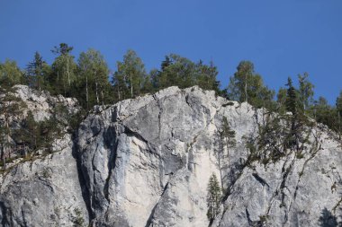 Romanya 'daki Karpatlar Kayası, Bicaz Chei, Çam Ormanı