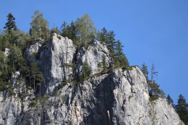 Romanya 'daki Karpatlar Kayası, Bicaz Chei, Çam Ormanı