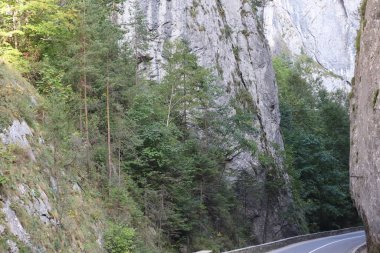 Romanya 'daki Karpatlar Kayası, Bicaz Chei, Çam Ormanı