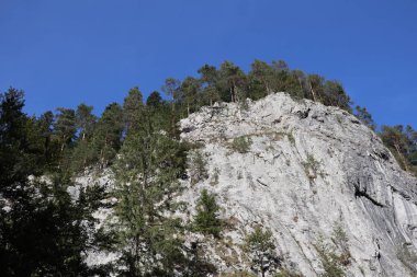 Romanya 'daki Karpatlar Kayası, Bicaz Chei, Çam Ormanı